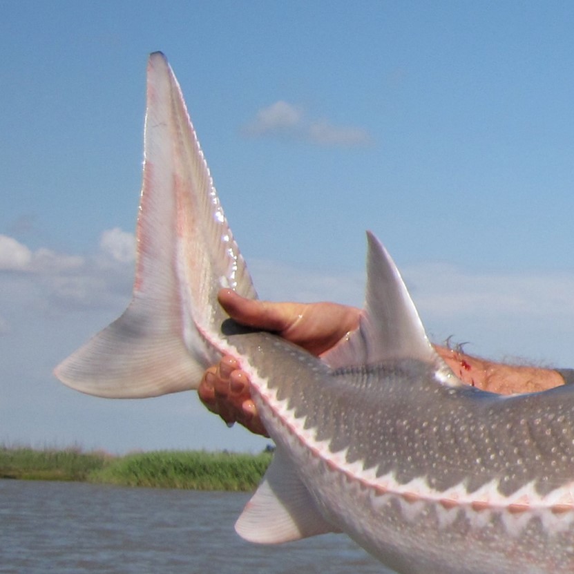 white sturgeon