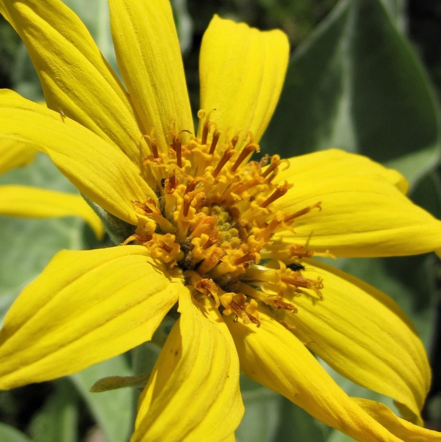 arrow-leaved balsam-root