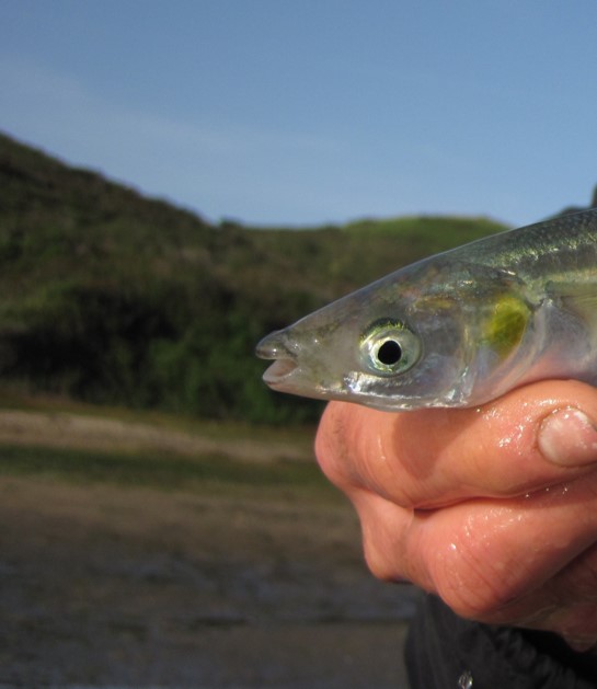 Atherinops californiensis