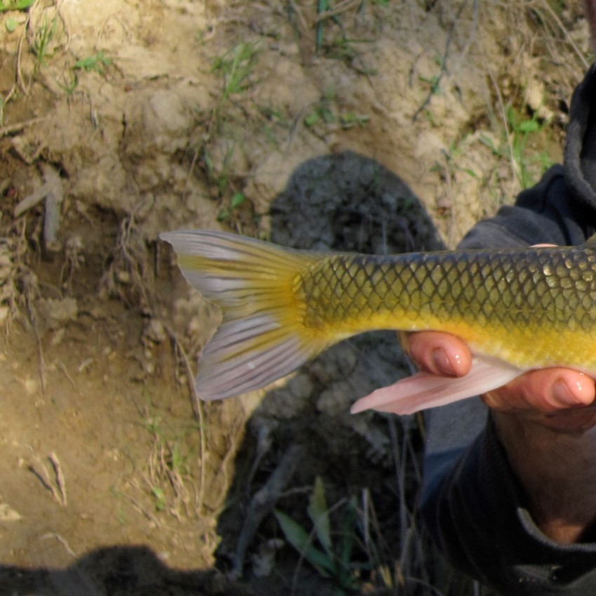 Sacramento sucker