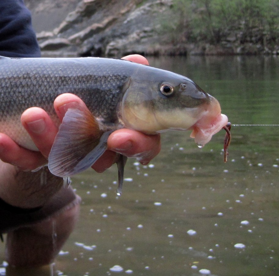 Catostomus occidentalis