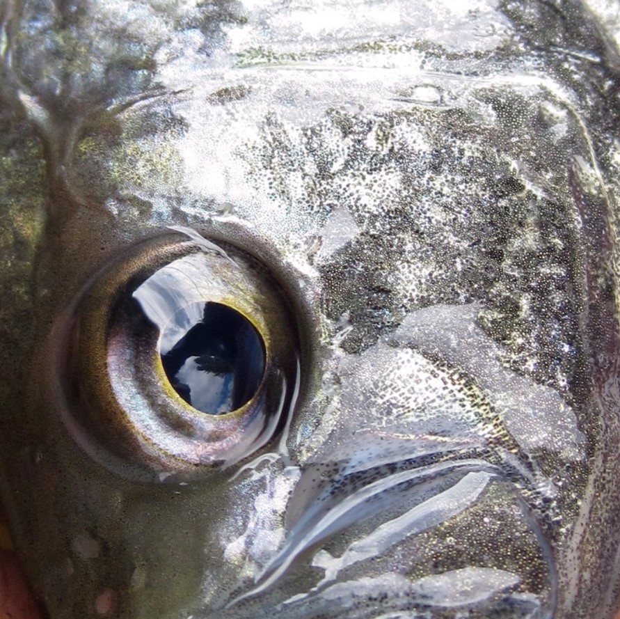 black crappie