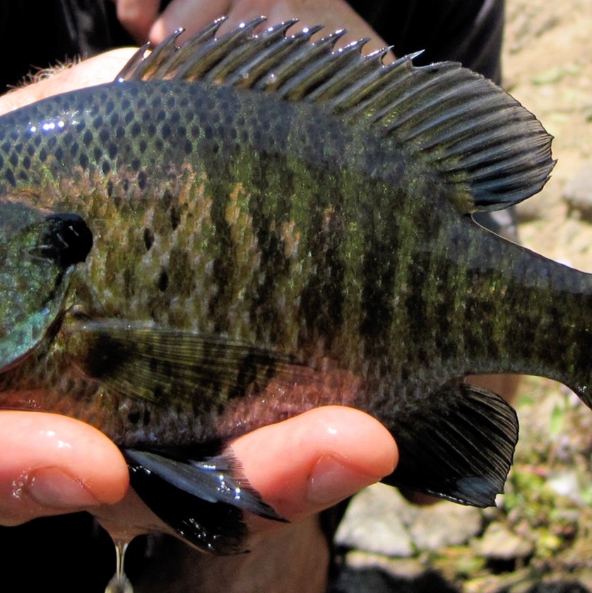 bluegill