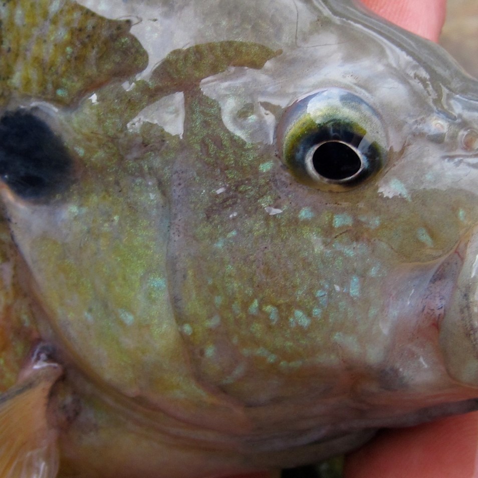 green sunfish