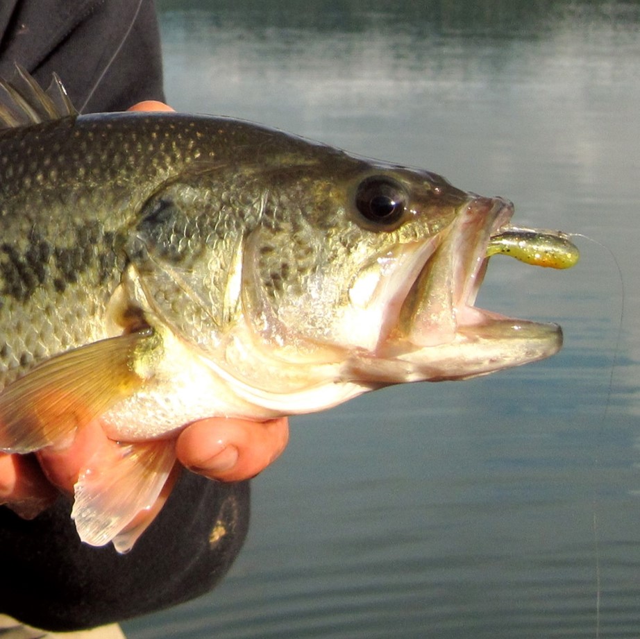 largemouth bass