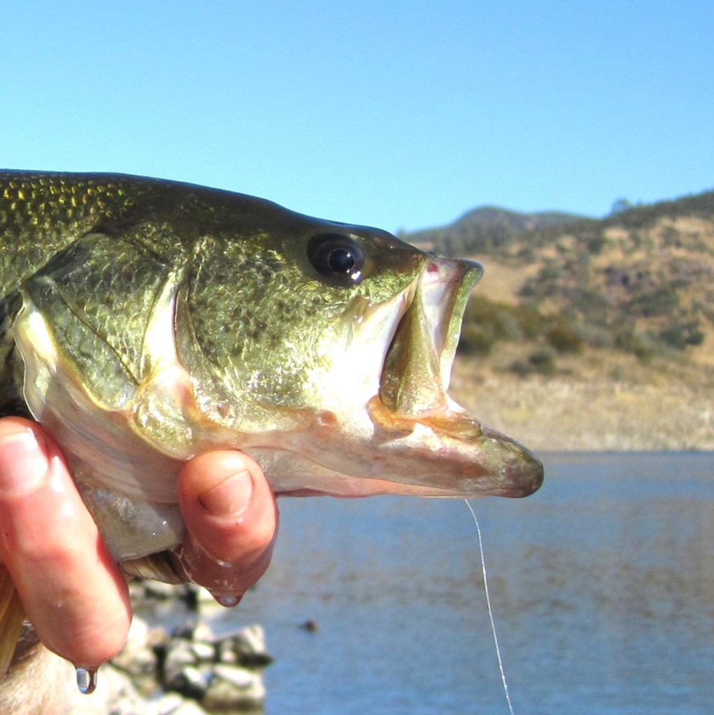 bigmouth bass