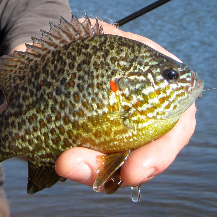 Lepomis gibbosus