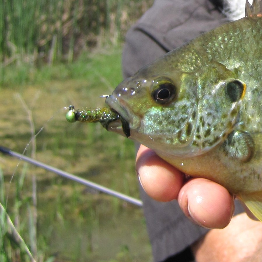 Lepomis microlophus