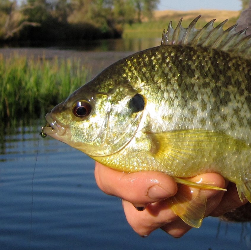 redear sunfish