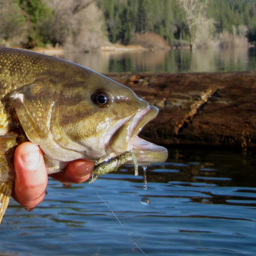 smallmouth bass