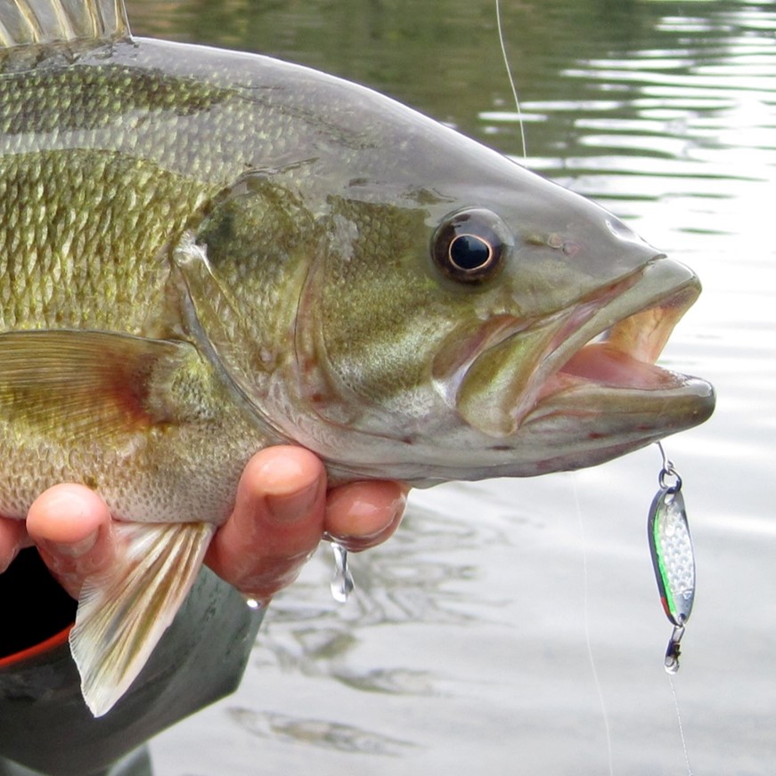 Micropterus dolomieu