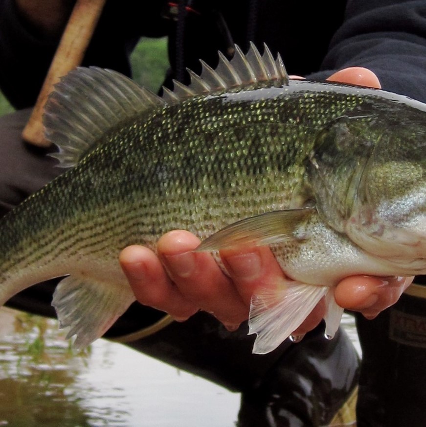 Micropterus punctulatus