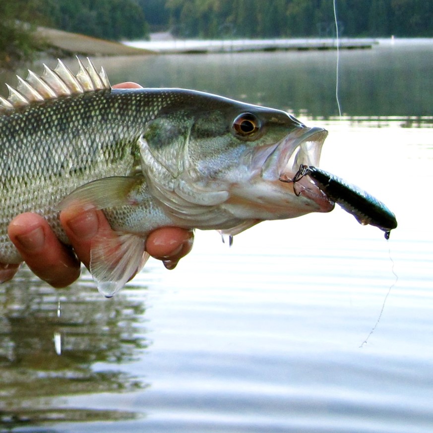 Micropterus punctulatus