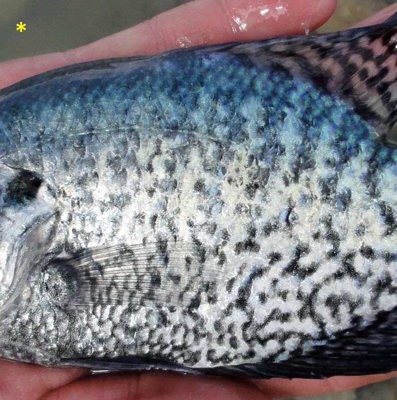 white crappie