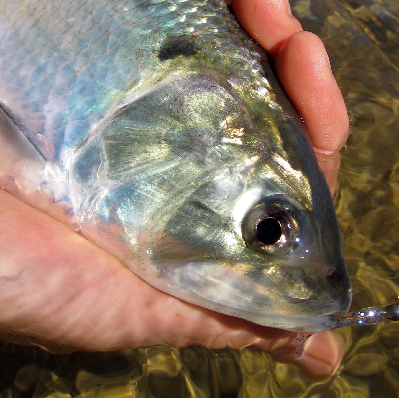 American shad