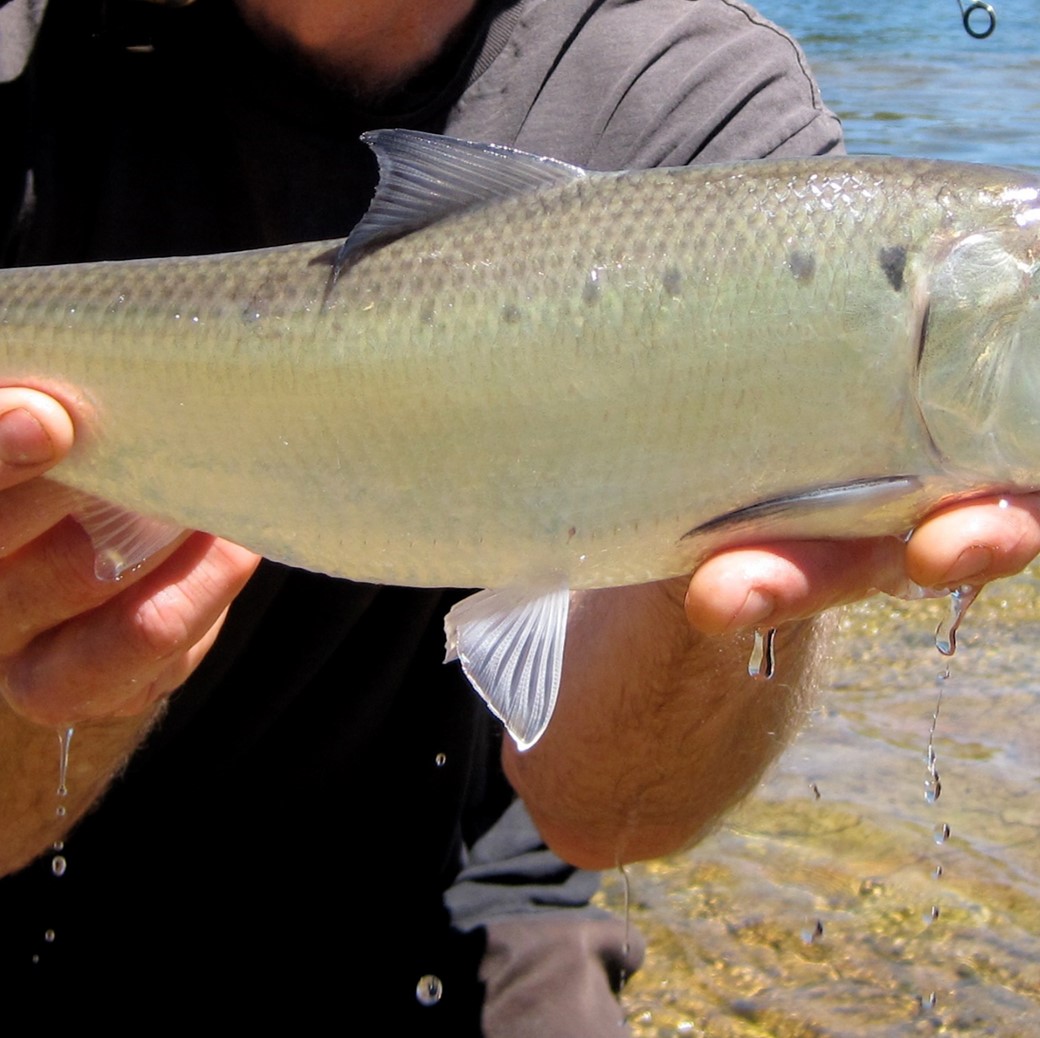 American shad