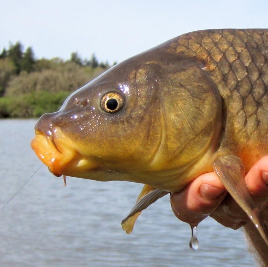 common carp