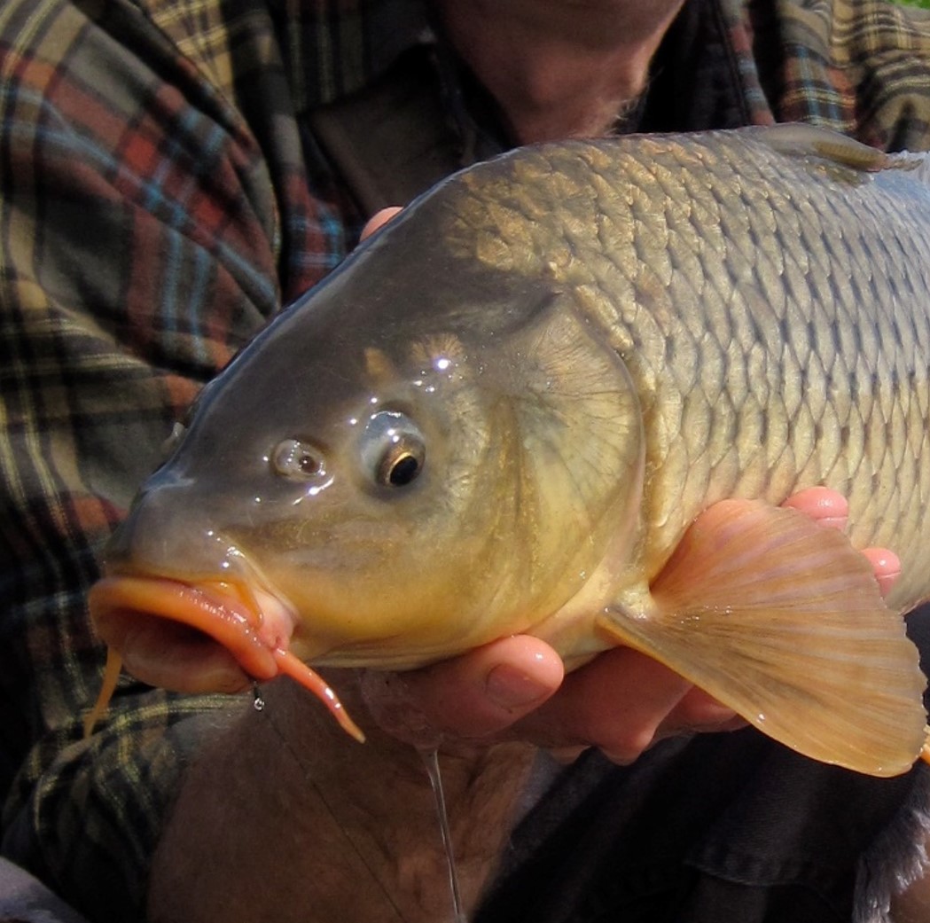 Cyprinus carpio