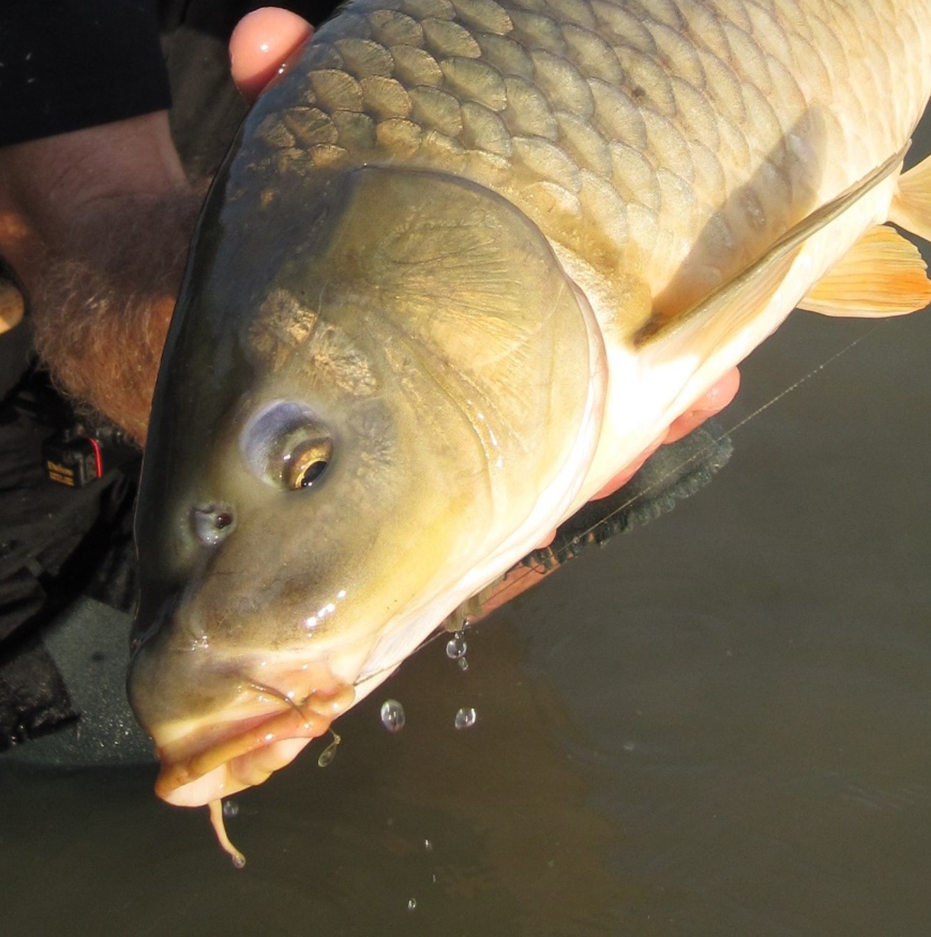 common carp