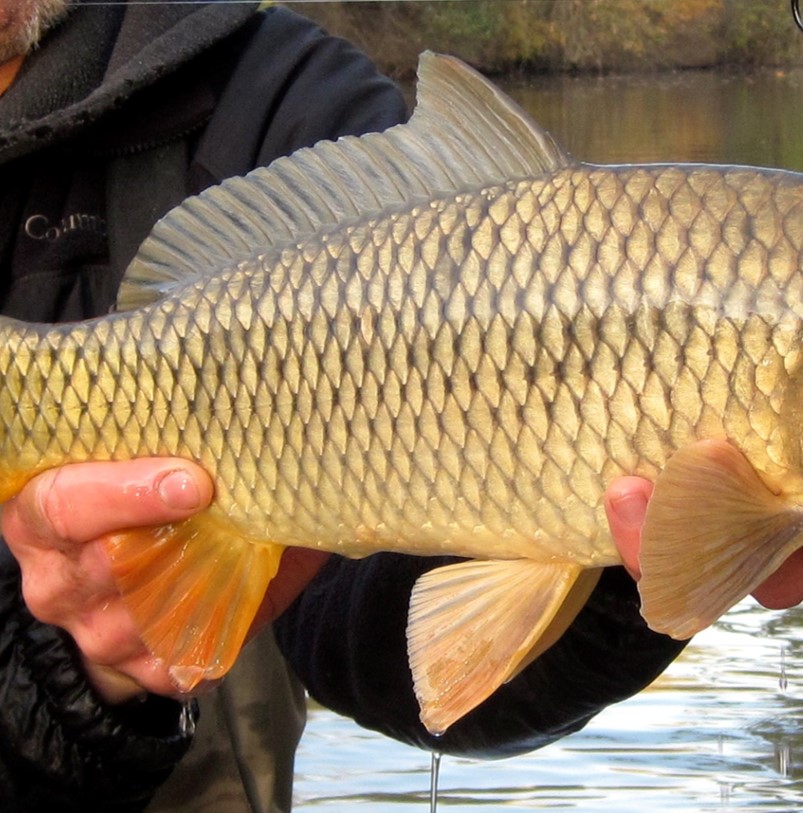 Cyprinus carpio