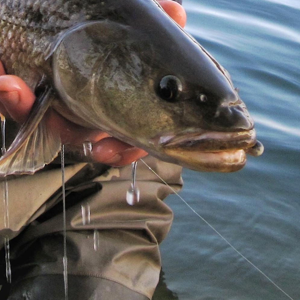 Sacramento squawfish