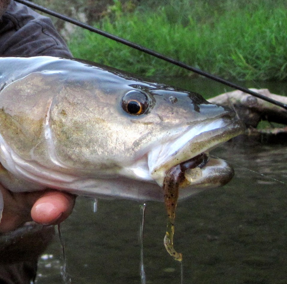 Sacramento pikeminnow