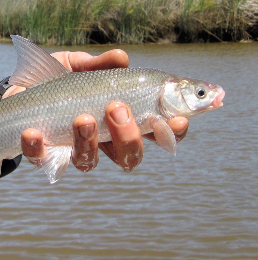 Sacramento splittail