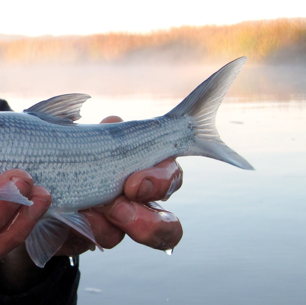 Pogonichthys macrolepidotus