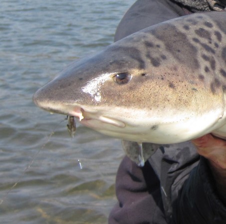 leopard shark 1