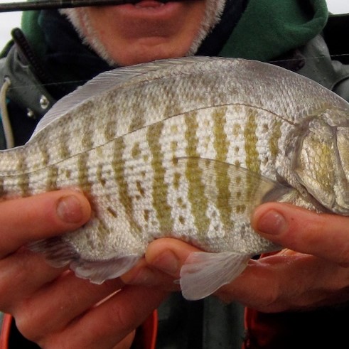 barred surfperch Amphistichus argenteus