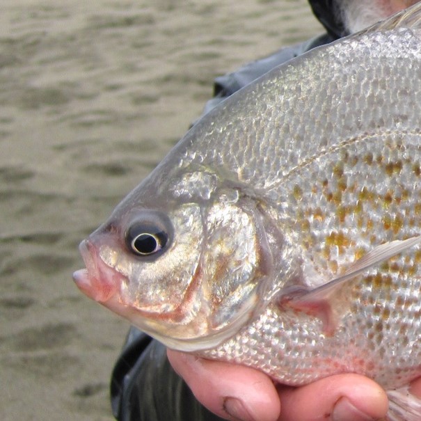 calico surfperch Amphistichus koelzi