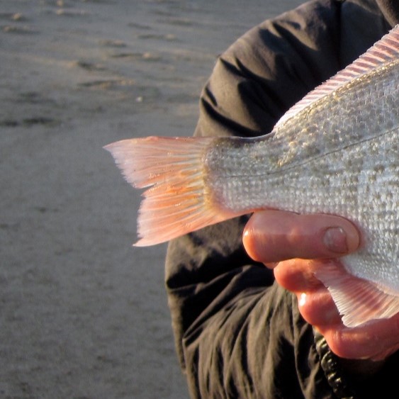 redtail surfperch Amphistichus rhodoterus