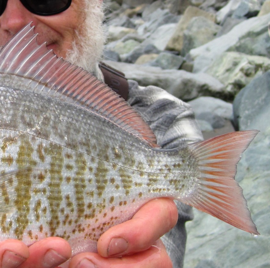 redtail surfperch