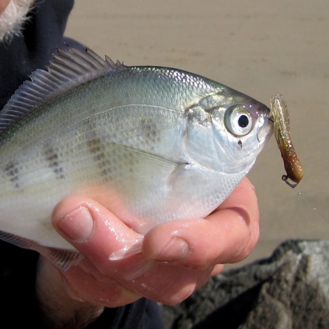 silver surfperch