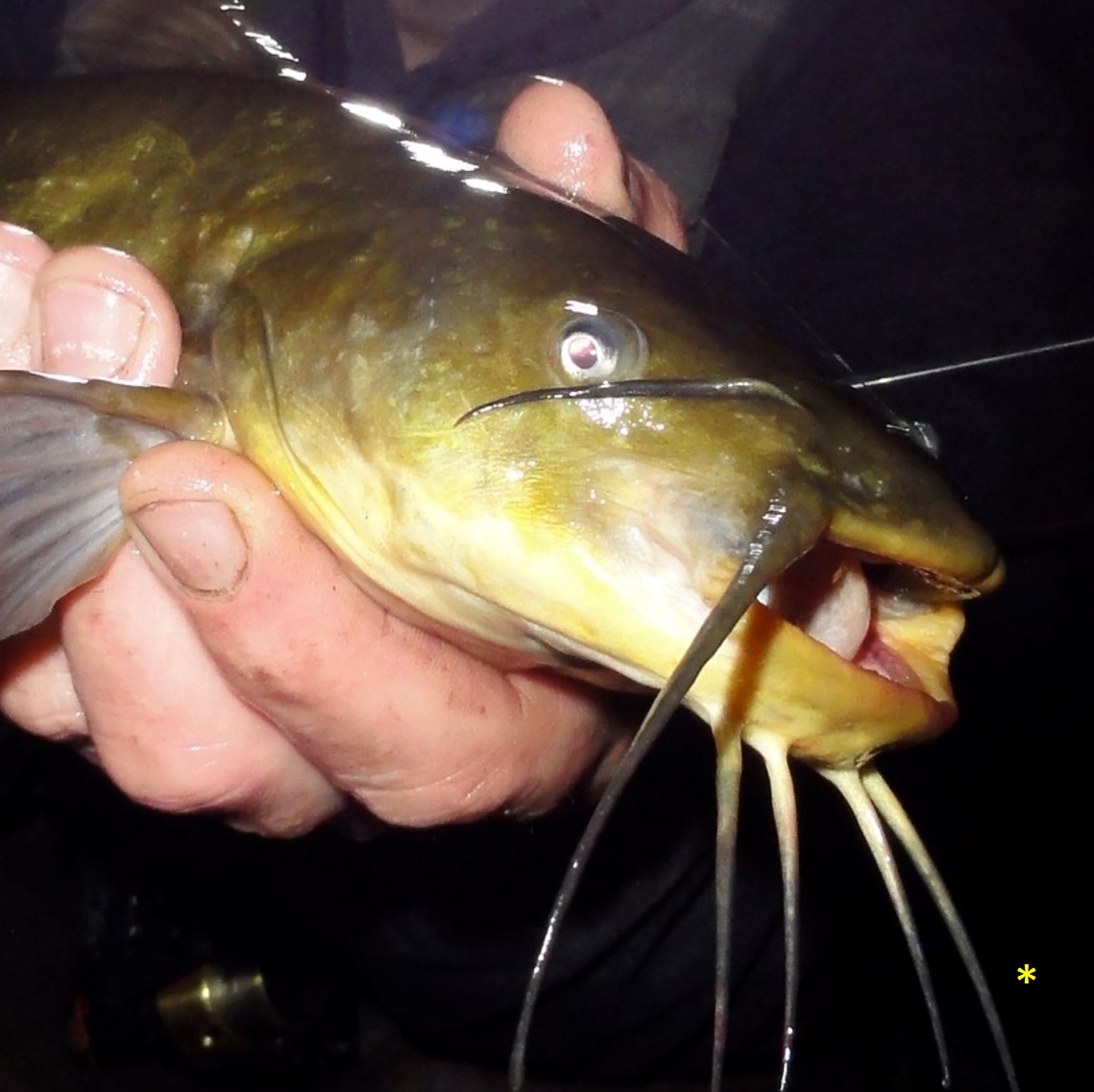 brown bullhead