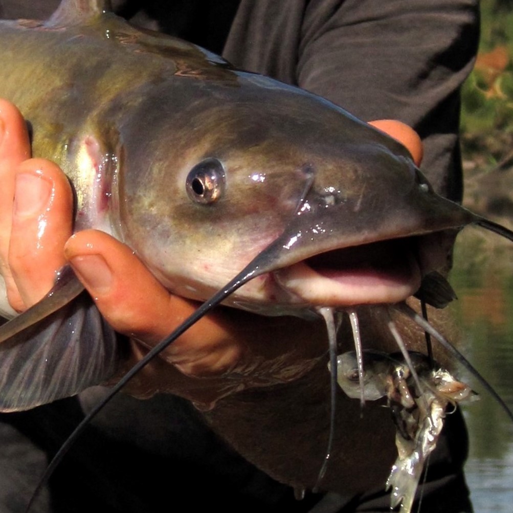 channel catfish