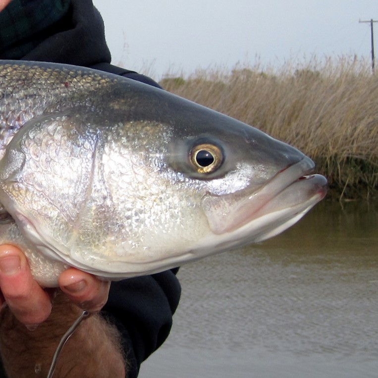 striped bass