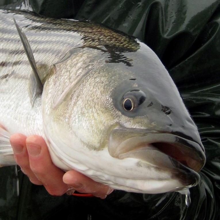 striped bass