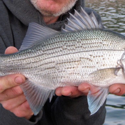 white bass