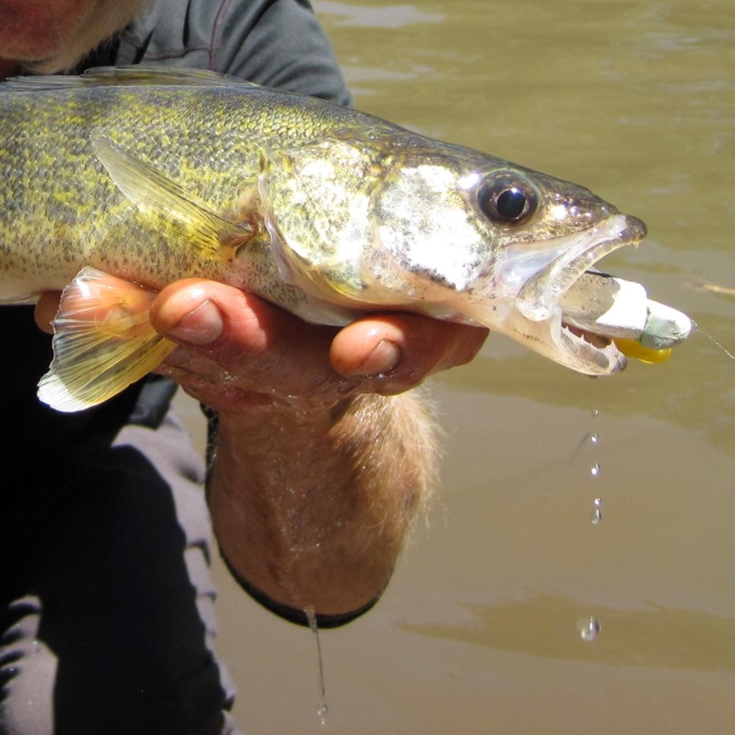 walleye