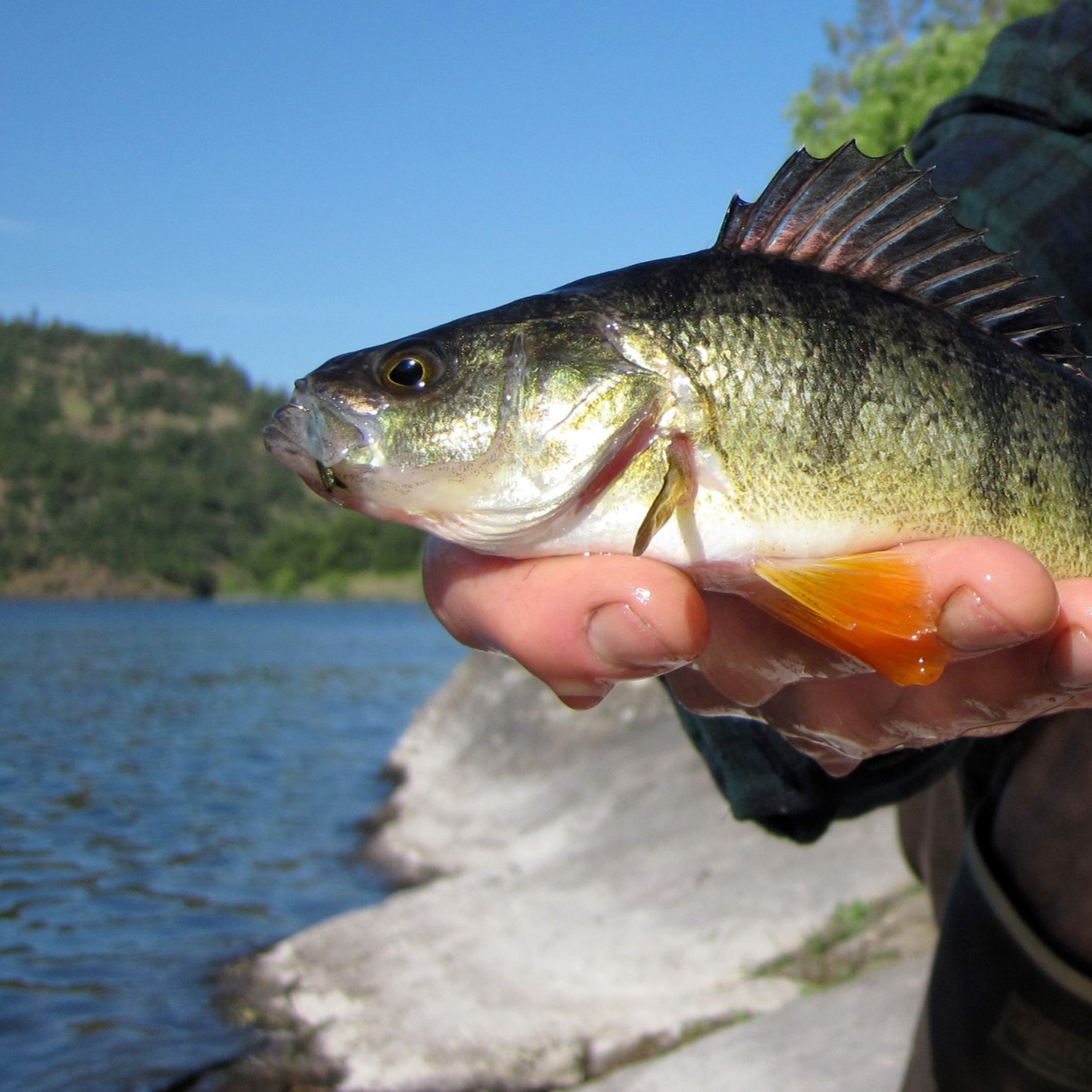 yellow perch