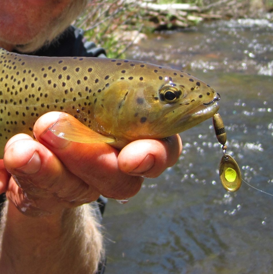 Apache trout