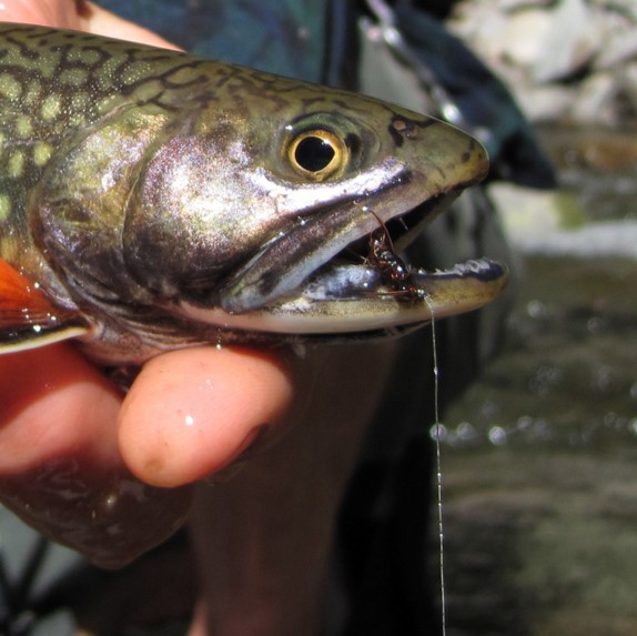 brook trout