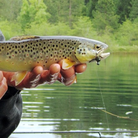 brown trout