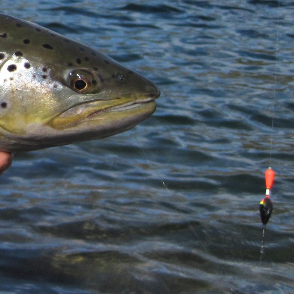 Salmo trutta