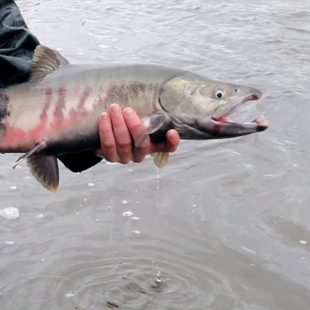 chum salmon