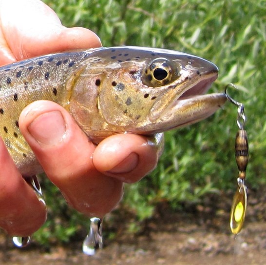 cutthroat trout