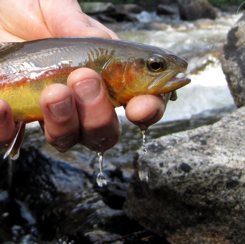 golden trout