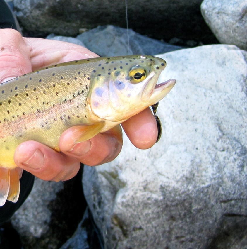 golden X rainbow trout