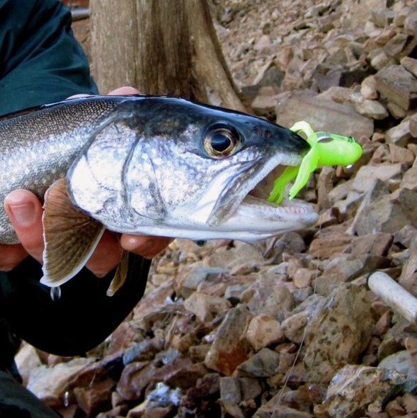 Salvelinus namaycush